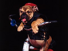Bad to the Bone